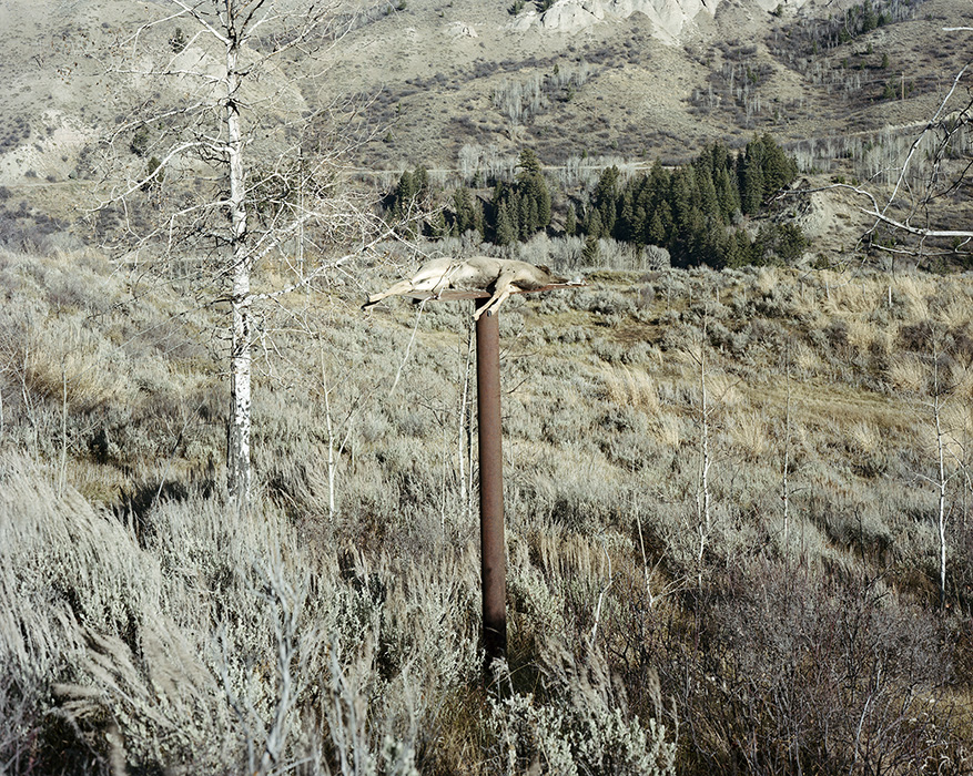 36raptorfeeder_wyoming